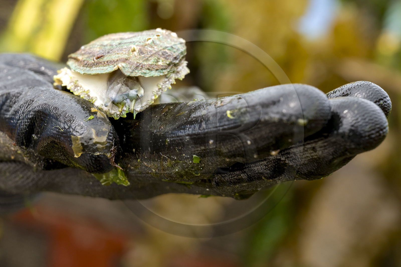 France, Finistère (29), Pays des Abers, estuaire de l'Aber Wrac'h, ormeau (haliotis tuberculata) de 3 ans issu d'un élevage en pleine mer par France Haliotis