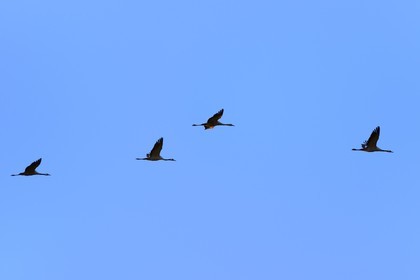 France, Indre (36), le Berry, parc naturel régional de la Brenne, Rosnay, étang de la Mer Rouge, grue cendrée (grus grus), vol au coucher de soleil