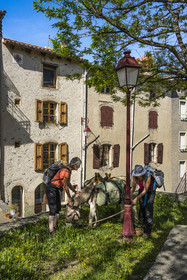 France, Haute-Loire (43), Le Monastier-sur-Gazeille, hiking with a donkey on the Robert Louis Stevenson Trail (GR 70)