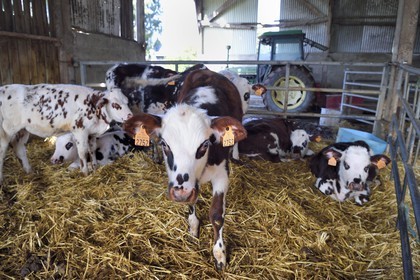 France, Orne (61), Pays d'Auge, village de Camembert, Ferme de la Héronnière, AOC Camembert fermier au lait cru, jeune veau