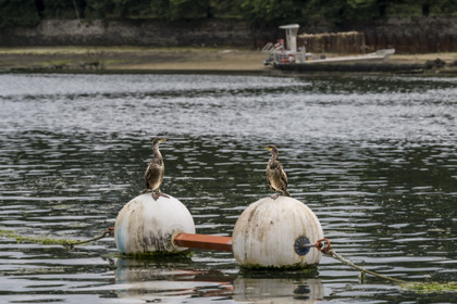 France, Finistère (29), Pays des Abers, Aber Wrac'h, Lannilis, cormorans au Port de Paluden