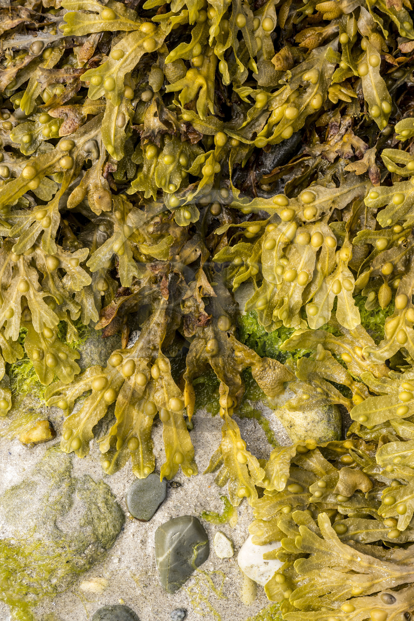 France, Finistère, Iroise Sea, Molene archipelago, Quemenes Island, algae on the foreshore at low tide including black seaweed (Ascophyllum nodosum)