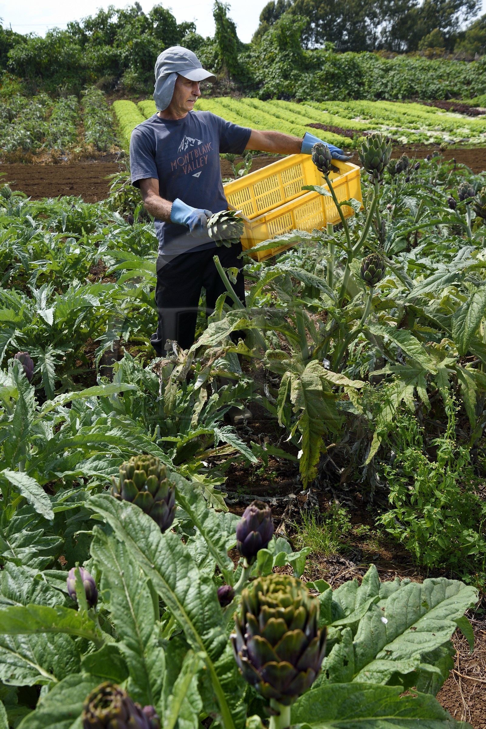 France, Ile de la Reunion, Le Tampon, la Plaine des Cafres, l'agriculteur Jean-Pierre Lacaille dans son champ d'artichauts