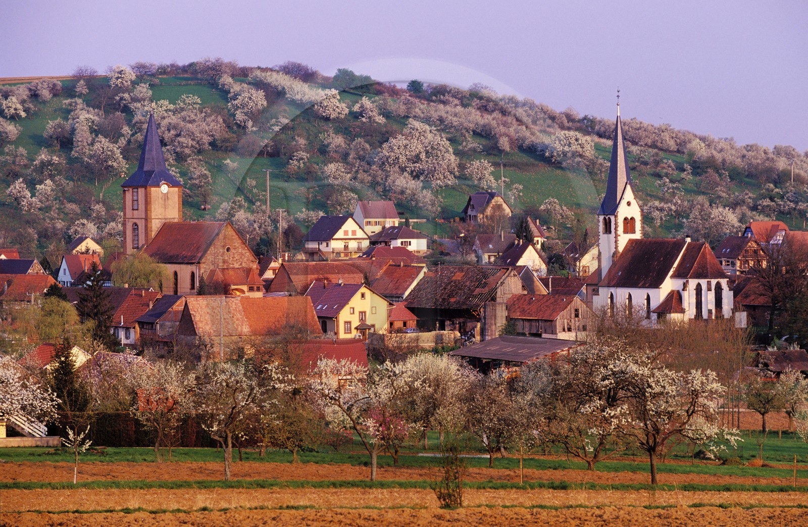 France, Bas Rhin, Kirrwiller, protestant and catholic churches side by side, a typically Alsatian thing