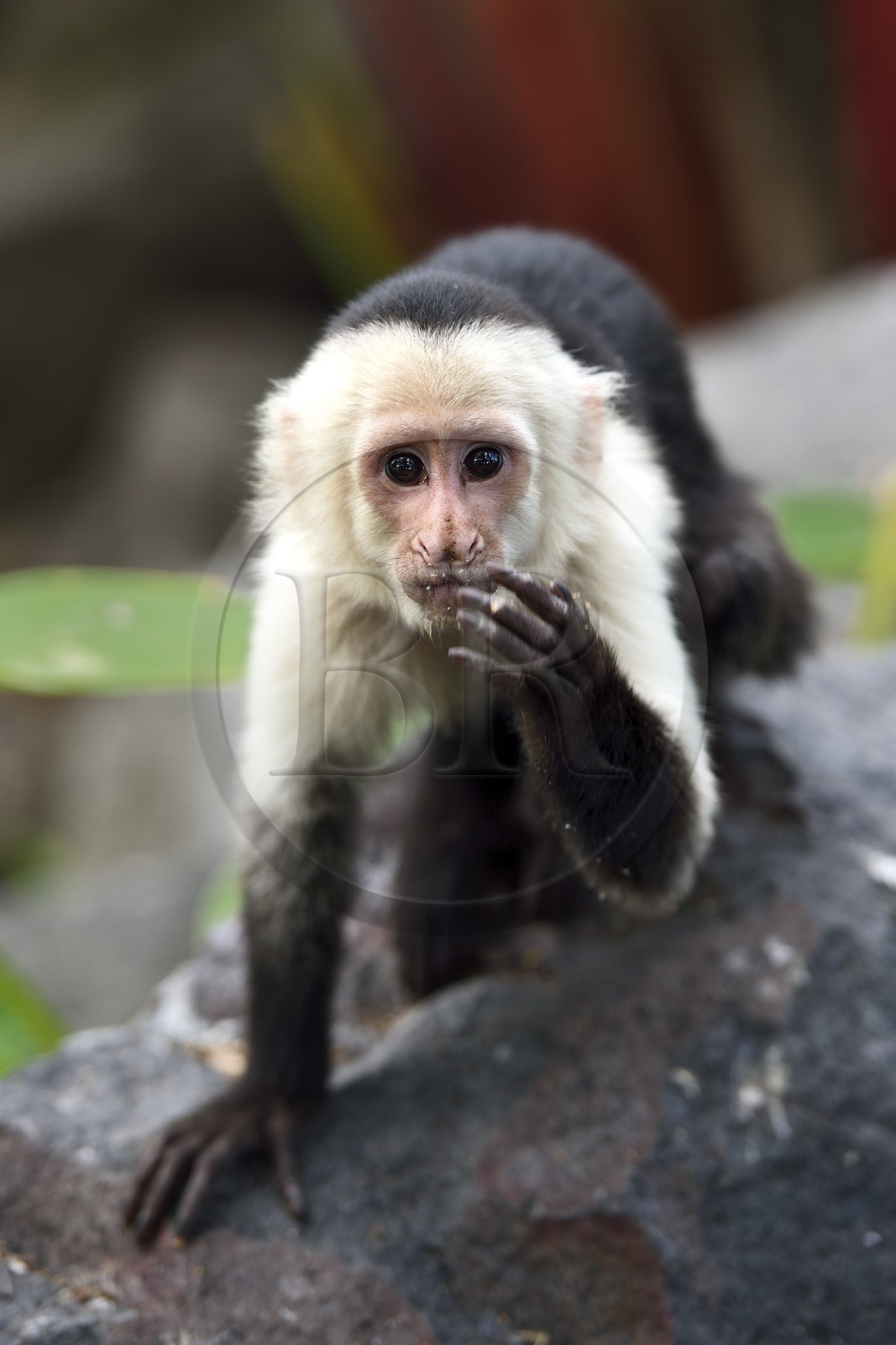 Nicaragua, Lac Nicaragua, Las Isletas de Granada, isla Zopango, Capucin moine (Cebus capucinus)