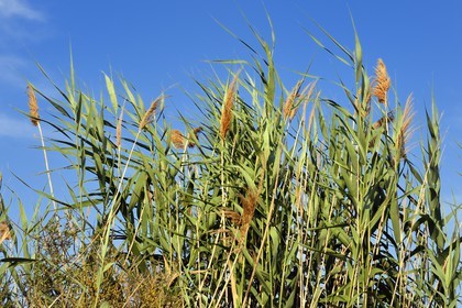 France, Bouches-du-Rhône (13), Parc naturel régional de Camargue, étang de Malagroy, roseaux