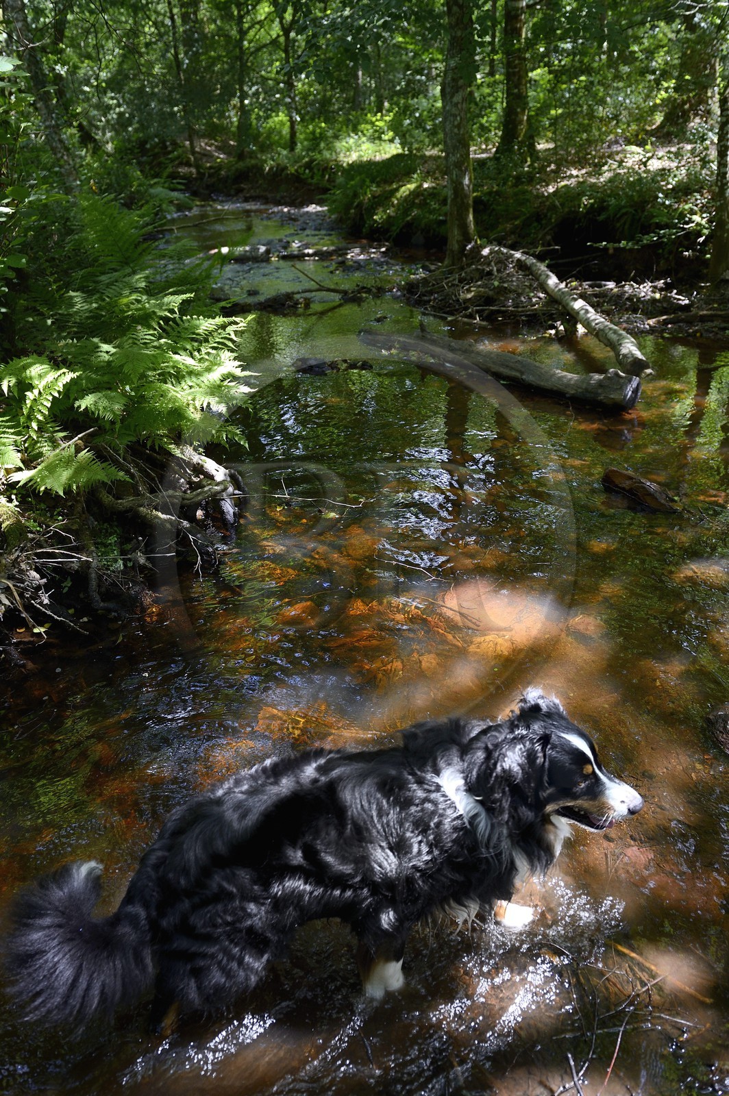 France, Ille-et-Vilaine (35),  forêt de Brocéliande, la vallée de l'Aff, chien appelé berger australien