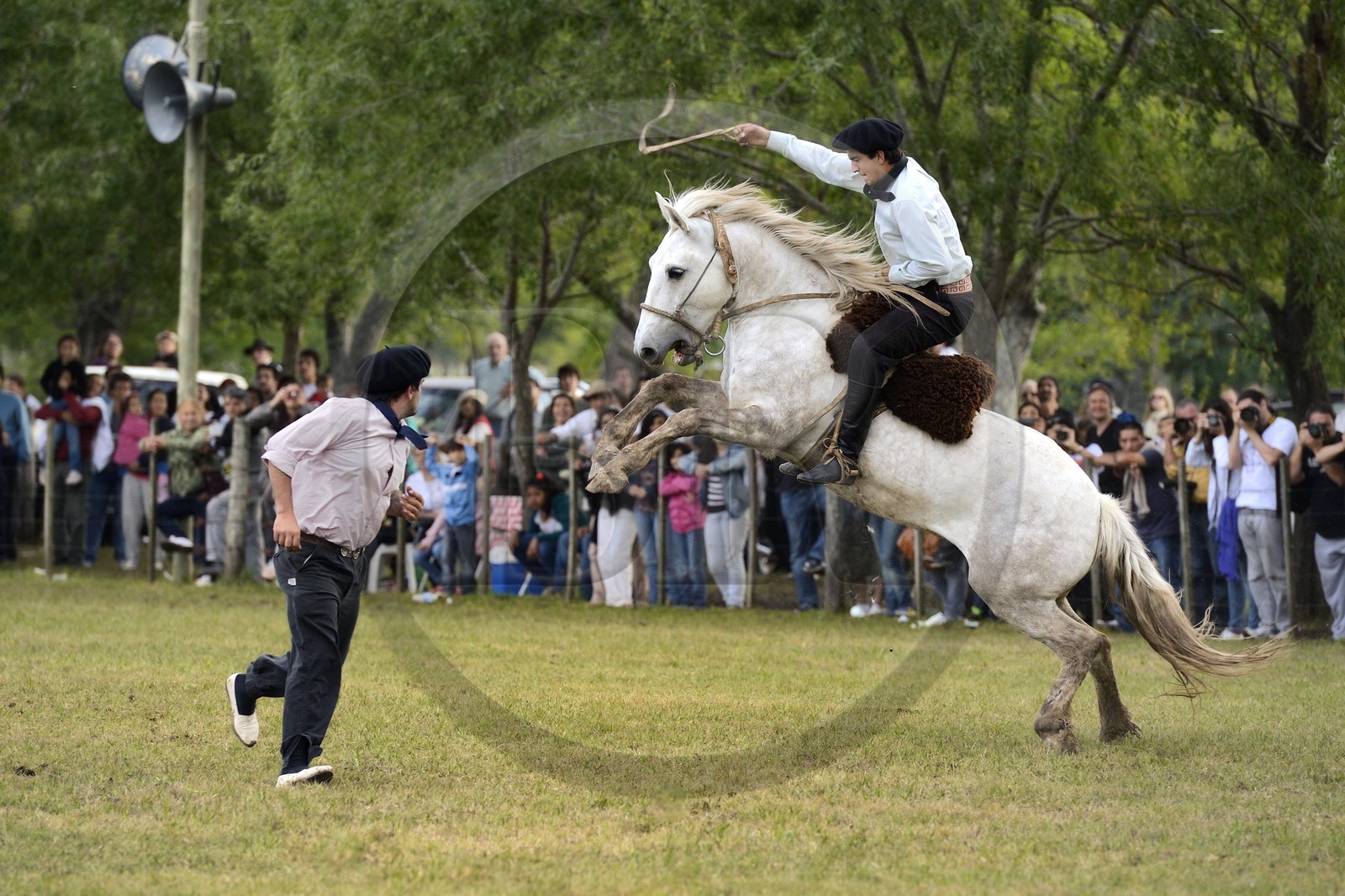 Argentine, province de Buenos Aires, San Antonio de Areco, fête du Jour de la Tradition (Dia de la Tradicion), les gauchos prouvent leur habilité à cheval lors d'un rodéo appelé Jineteada gaucha