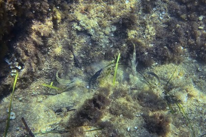 France, Var (83), Rayol-Canadel-sur-Mer, Domaine du Rayol, le jardin des Méditerranées, propriété du conservatoire du littoral mention obligatoire, le sentier marin, une jeune murène entourée de poissons