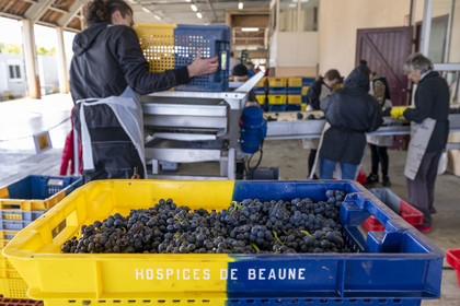 France, Côte-d'Or (21), les climats de Bourgogne classés Patrimoine Mondial de l'UNESCO, Beaune, Cuverie des Hospices de Beaune, grappes de raisins dans des caisses percées de 35 kg, un format idéal conçu pour ne pas abimer la vendange