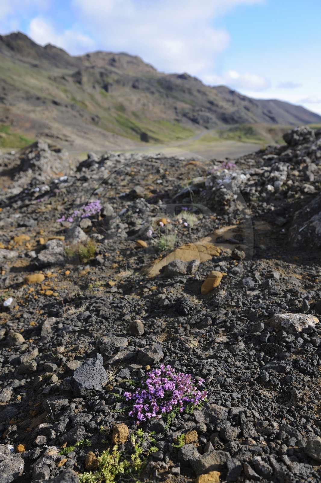 Iceland, Reykjavik region, Krisuvik Valley, Kleifarvatn Lake, flowers of wild thyme