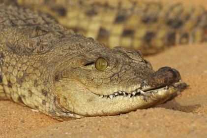 Egypt, Upper Egypt, Lake Nasser, Amada Temples site, young Nile crocodile