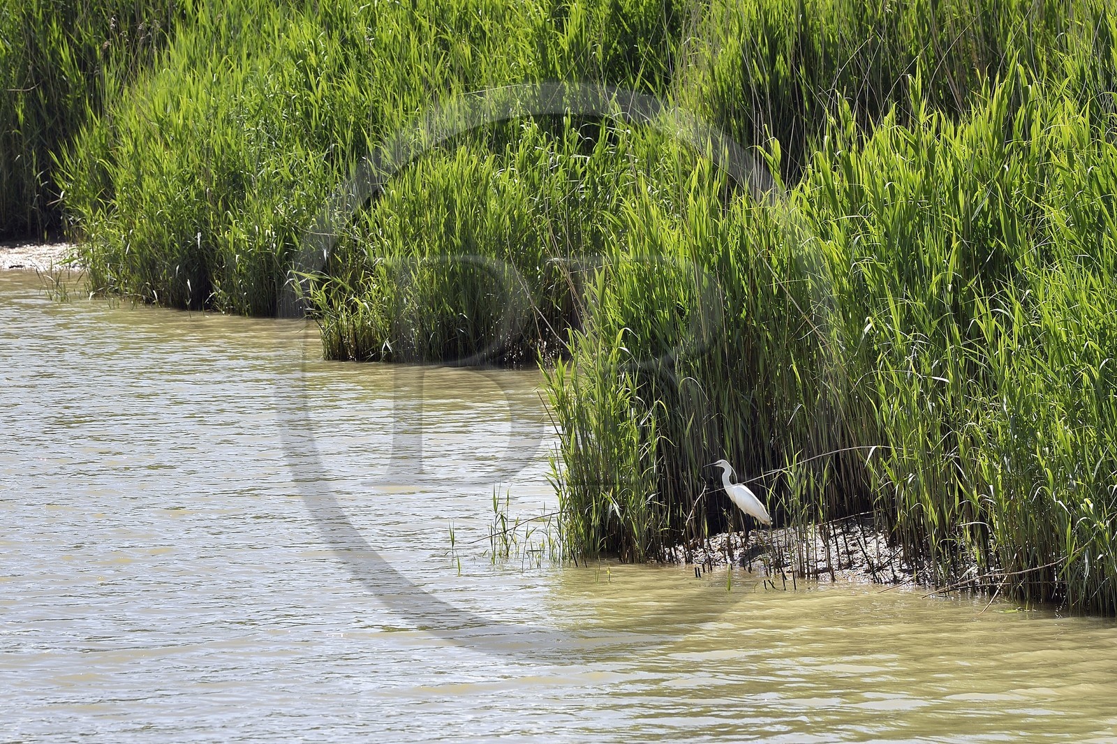 France, Charente-Maritime (17), Rochefort, observation des oiseaux à la Station de Lagunage, Aigrette garzette (Egretta garzetta)