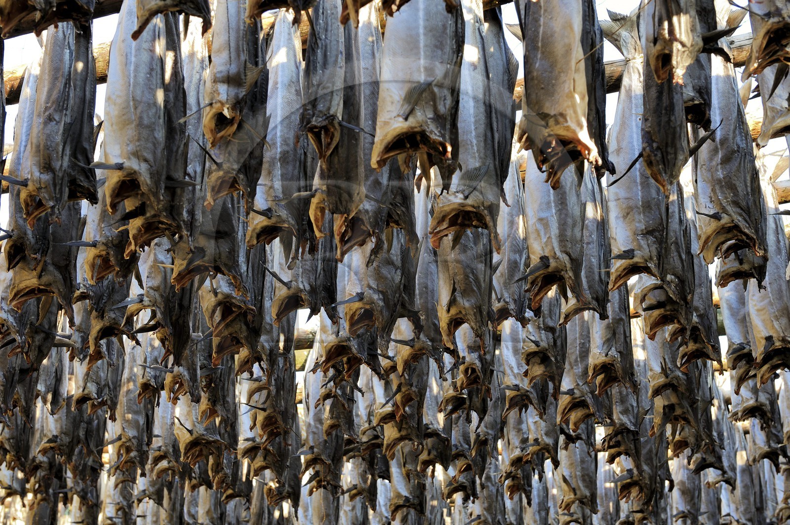 Norway, Nordland County, Lofoten Islands, Vestvagoy Island, Ballstad harbour, drying codfish