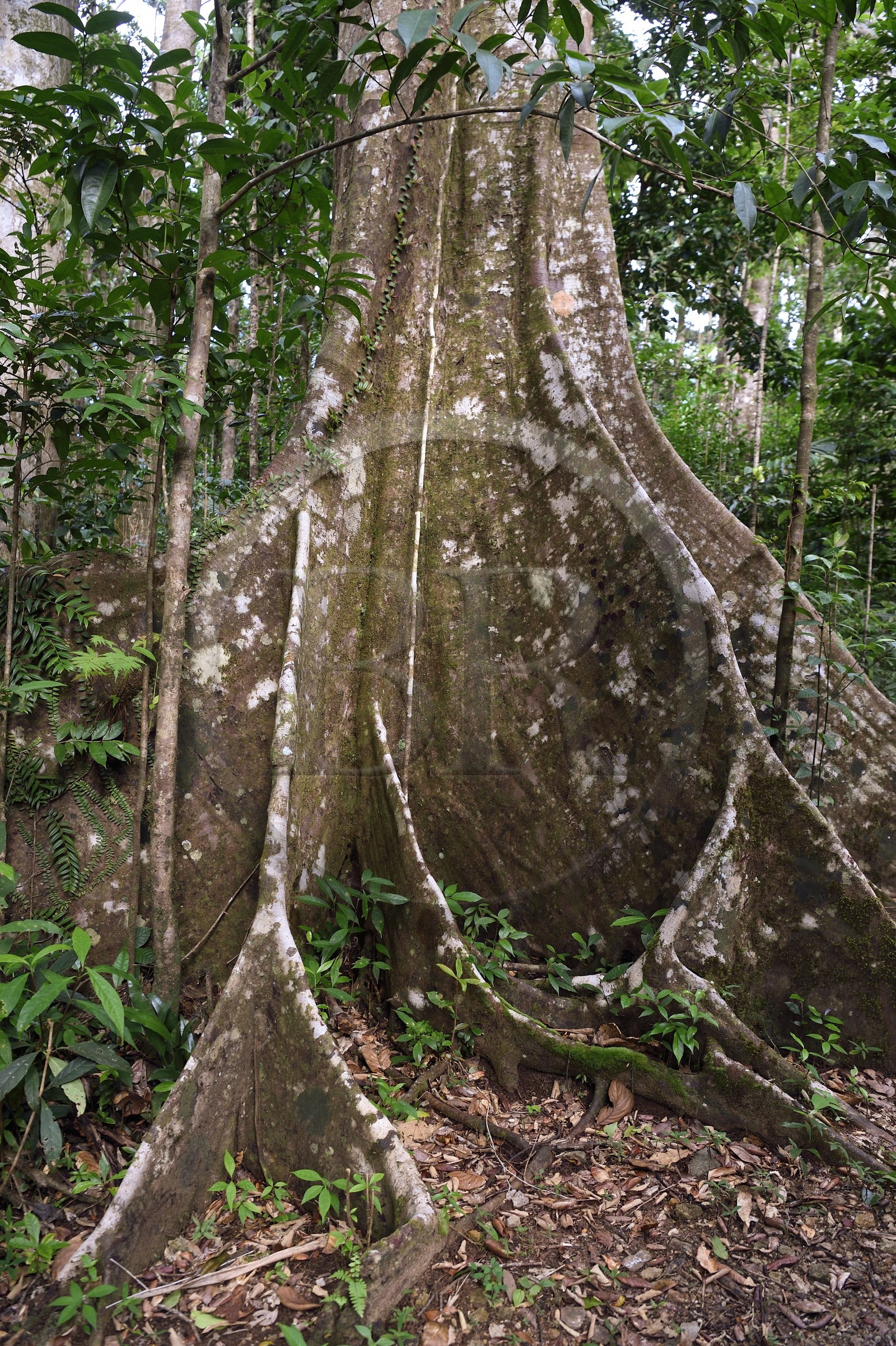 Caraïbes, Ile de la Dominique, Parc national de Morne Diablotin, chataignier dominicain (sloanea caribaea), en créol Chatannyé Ti-Fèy