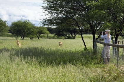Namibia, Otjiwarongo, Cheetah Conservation Fund, research and education centre, observation of cheetahs (Acinonyx jubatus) from an enclosure