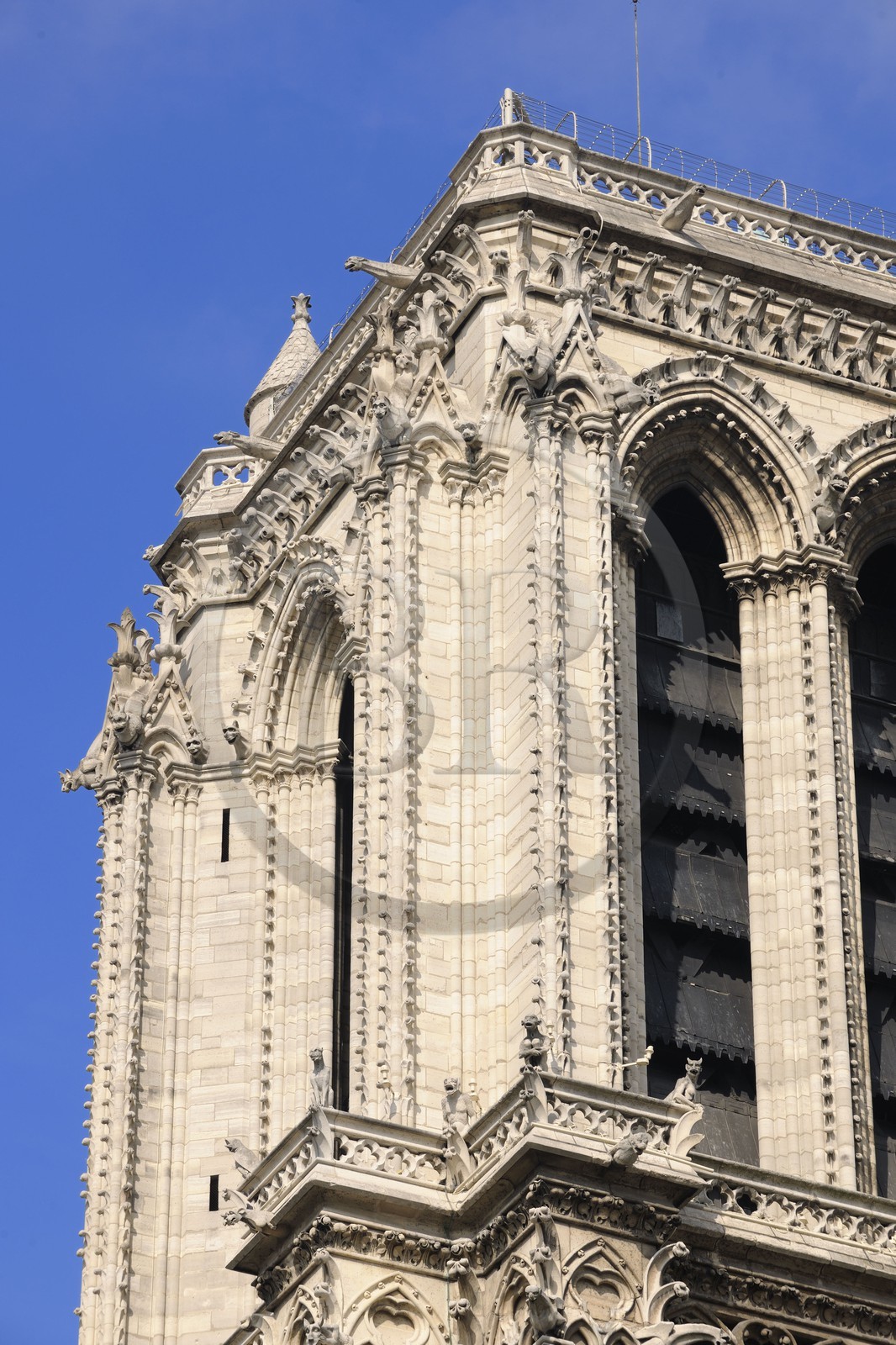 France, Paris (75), Ile de la Cité, cathédrale Notre-Dame de Paris, gargouilles de la tour sud