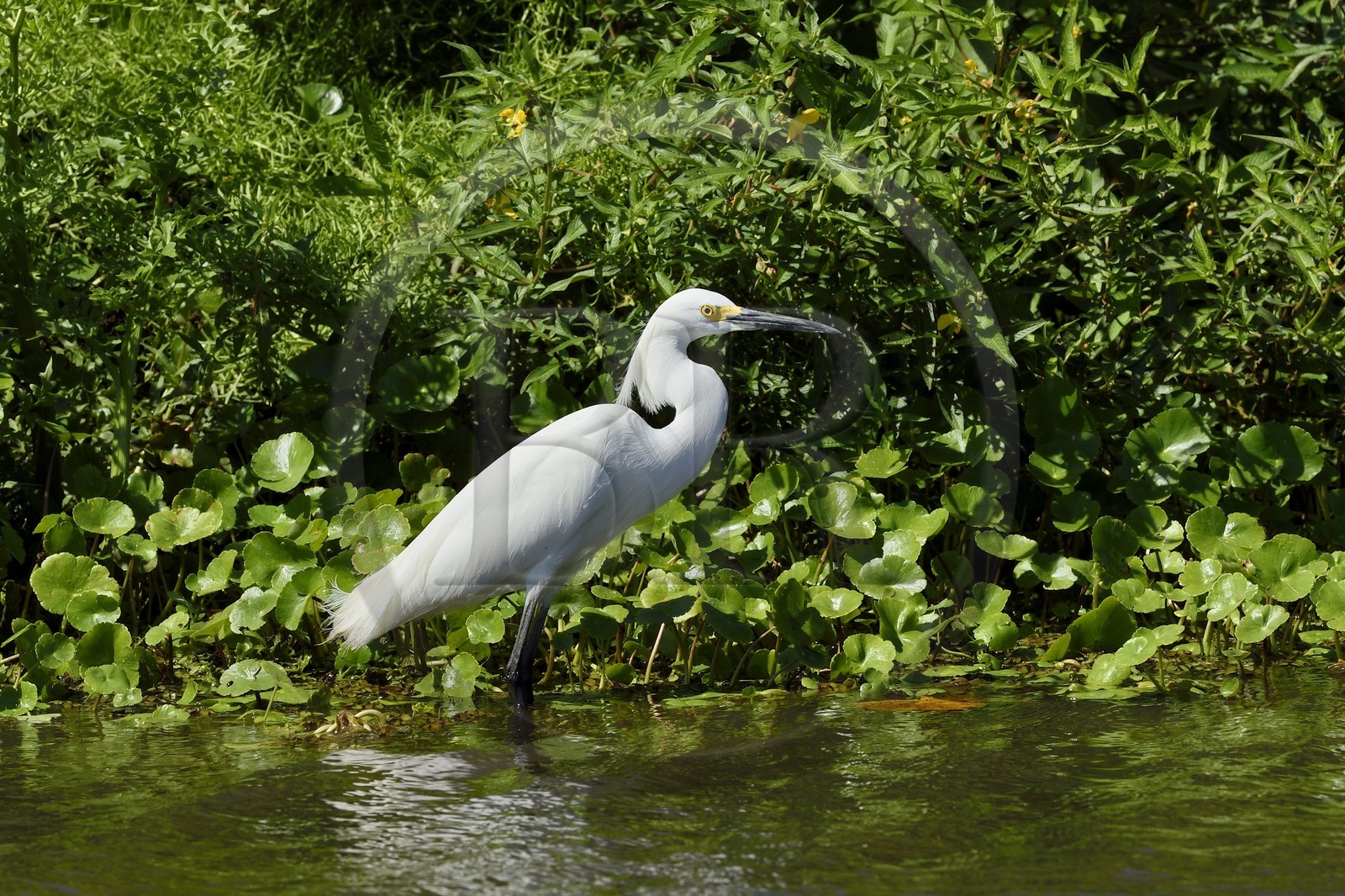 Nicaragua, Ile d'Ometepe réserve mondiale de Biosphère sur le lac Nicaragua, marais le long du Rio Istian, Aigrette garzette (Egretta garzetta)