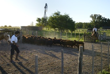 Argentine, province de Buenos Aires, San Antonio de Areco, estancia La Bamba de Areco, gauchos au travail avec un troupeau de moutons