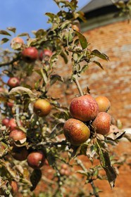 France, Seine-Maritime (76), Bretteville-du-Grand-Caux, clos-masure qui abrite l'Ecomusée de la Pomme et du Cidre au sein de la ferme