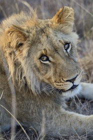 Zimbabwe, province des Midlands, Gweru, Antelope Park qui abrite ALERT (African Lion and Environmental Research Trust), jeune lion (panthera leo)