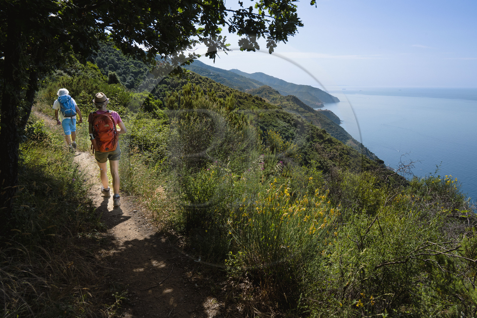Italy, Liguria, Cinque Terre National Park listed as World Heritage by UNESCO, village of Vernazza, hike on the GR 582 path between the sanctuary of Nostra Signora de Soviore and Nostra Signora di Reggio on the heights of Vernazza