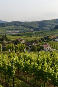 France, Bas-Rhin (67), Route des Vins d'Alsace, le vignoble à Mittelbergheim et le village d'Andlau en arrière plan, le terroir de la colline du Zotzenberg est classé Grand Cru