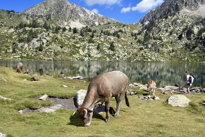 France, Hautes Pyrenees, Saint Lary Soulan and Vielle-Aure, hike on a variant of the GR10 between the Portet pass and the Bastan lakes on the edge of the Neouvielle nature reserve, herd of cows in the summer mountain pasture at the upper Bastan lake