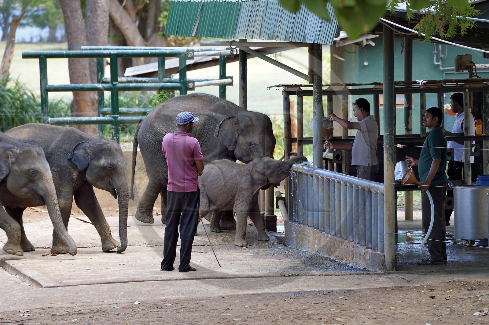 Sri Lanka, province de Sabaragamuwa, Parc national d'Uda Walawe (Udawalawe National Park), Elephant Transit Home, jeunes éléphants d'Asie (Elephas maximus) orphelins nourris au lait par leurs gardiens