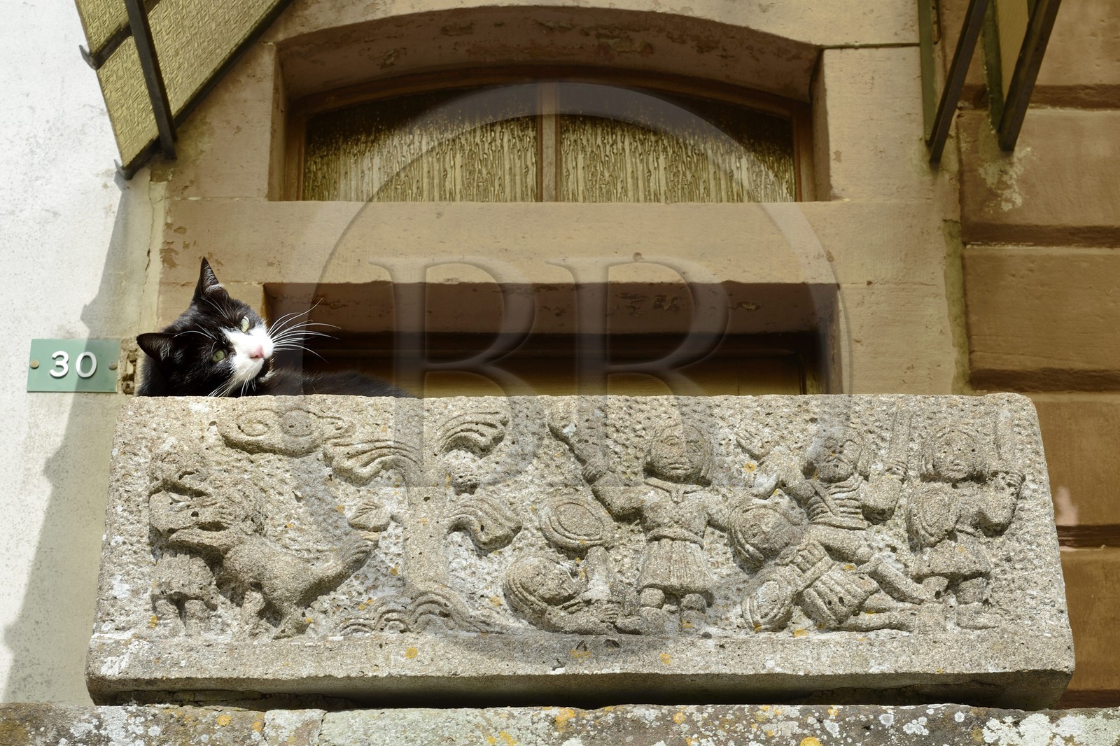 France, Bas-Rhin (67), parc régional des Vosges du nord, La Petite Pierre, chat