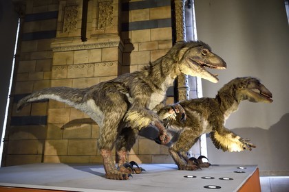 Royaume-Uni, Londres, Kensington, musée d’histoire naturelle (Natural History Museum), reconstitution animée de Deinonychus (terrible griffe) parent de velociraptor
