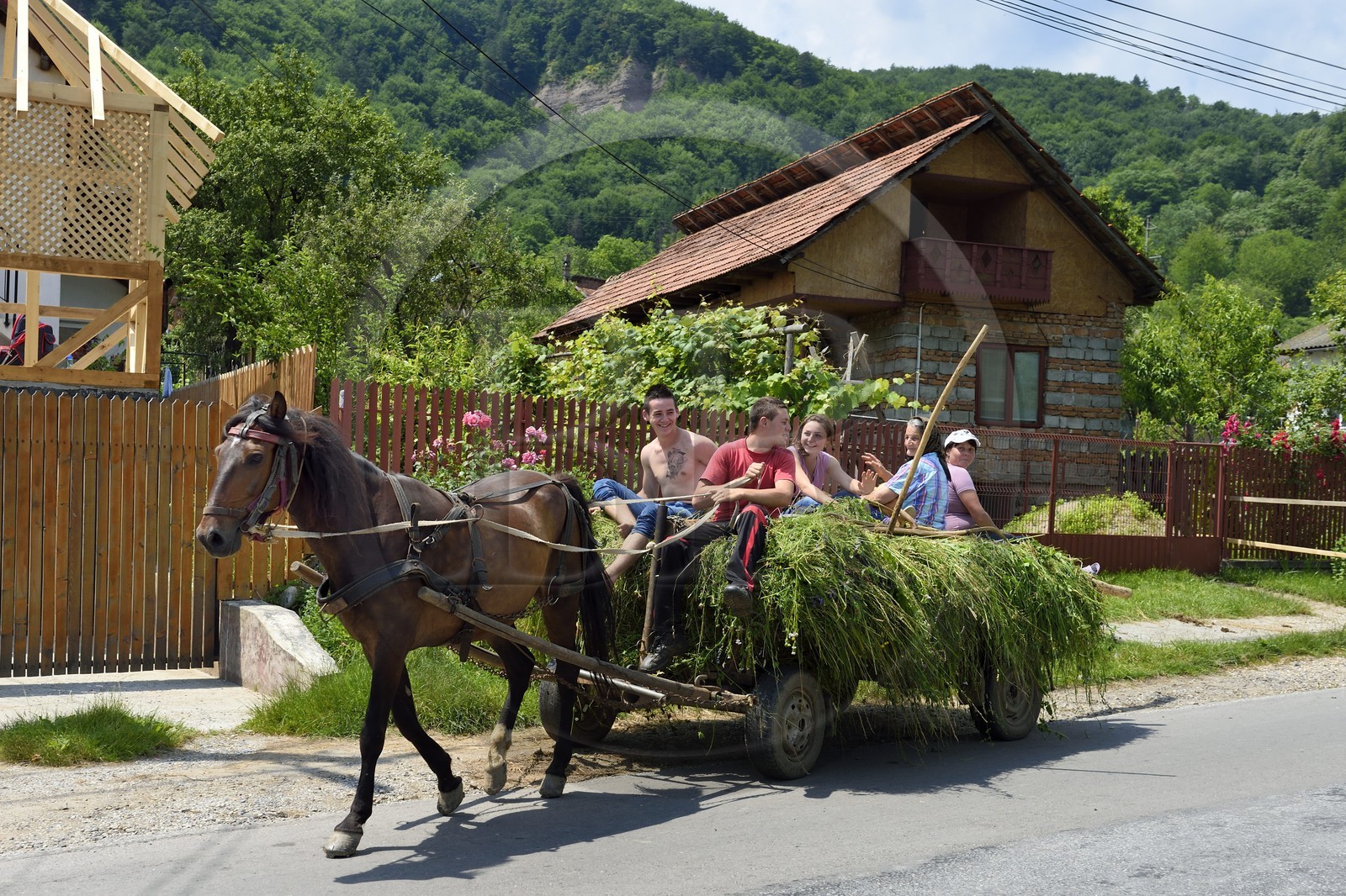 Romania, Wallachia, Muntenia, Arges County, transport of hay in a horse cart
