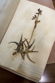 Italy, Liguria, Province of Imperia, Ventimiglia, Hanbury Botanical Garden, herbarium in the laboratory of the Casa Rustica built in 1886