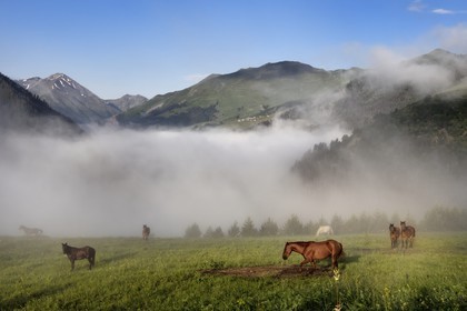 Géorgie, Kakheti, Parc national de Touchétie, Omalo, chevaux au pré