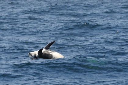 Etats-Unis, Californie, Monterey Bay, dauphins Grampus ou Risso's Dolphin (Grampus griseus)