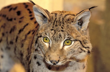 France, Haute-Savoie (74), Sallanches, un lynx au musée des réserves naturelles de Haute-Savoie