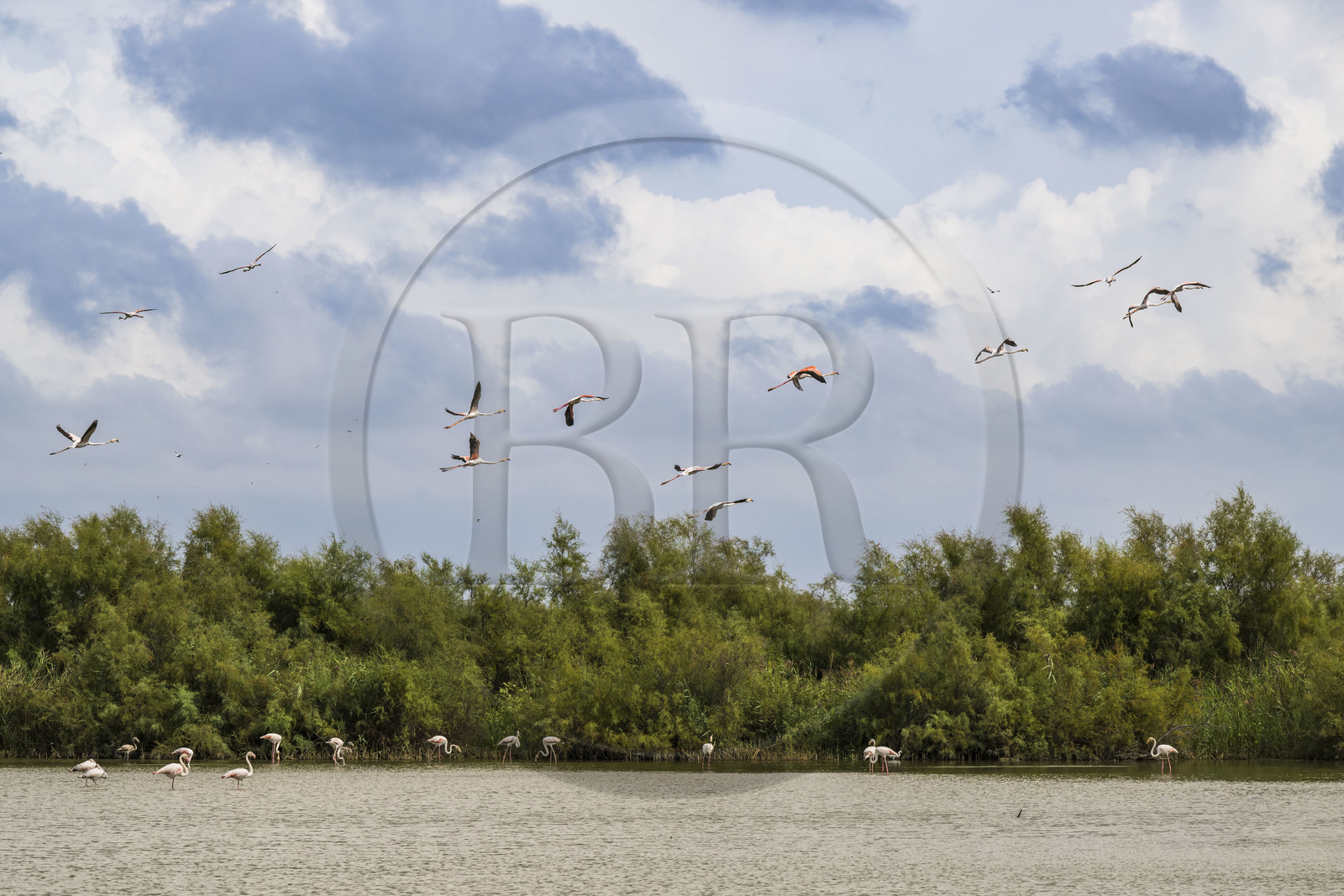 France, Gard (30), Vauvert, la Petite Camargue, réserve naturelle régionale du Scamandre,  envol de flamants roses (Phoenicopterus roseus)