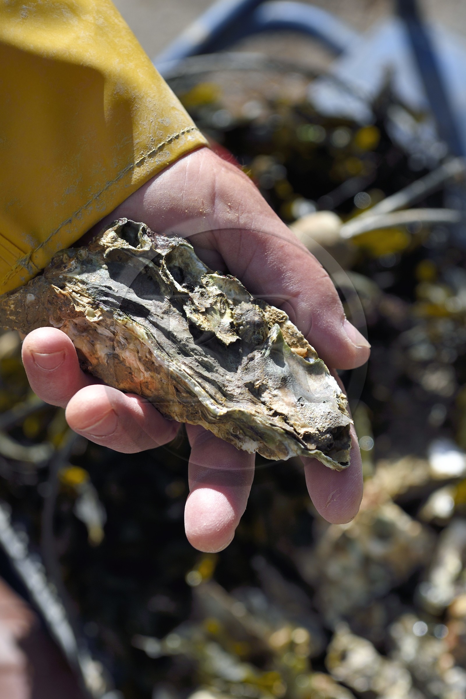 France, Charente-Maritime (17), Ile d'Aix, huitres sauvages