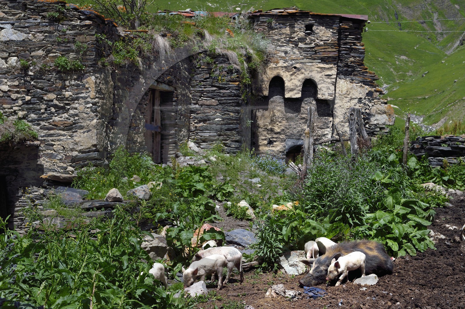 Géorgie, Haute Svanétie (Zemo Svaneti), village de Ushguli (Ouchgouli), classé Patrimoine Mondial de l'UNESCO, cochon et ses petits