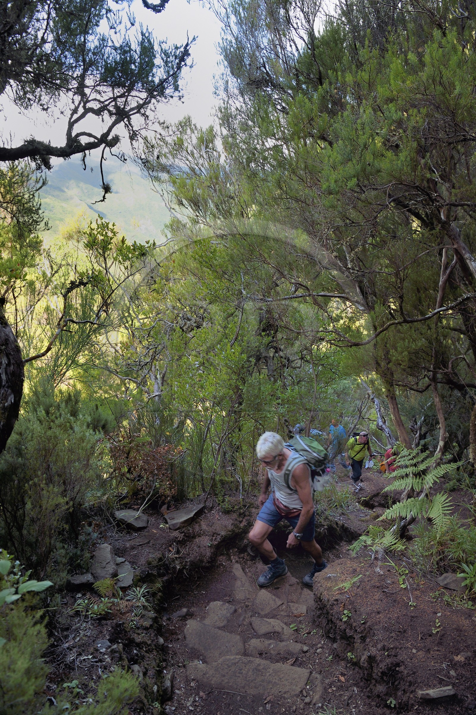 Portugal, Ile de Madère, randonnée par la levada do Alecrim dans La forêt de Rabaçal, la forêt Laurissilva classée Patrimoine Mondial de l'UNESCO, unique vestige de la forêt primaire qui recouvrait le sud de l’Europe il y a des millions d’années