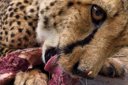 Namibia, Otjiwarongo, Cheetah Conservation Fund, research and education centre, cheetah (Acinonyx jubatus) called Mendel