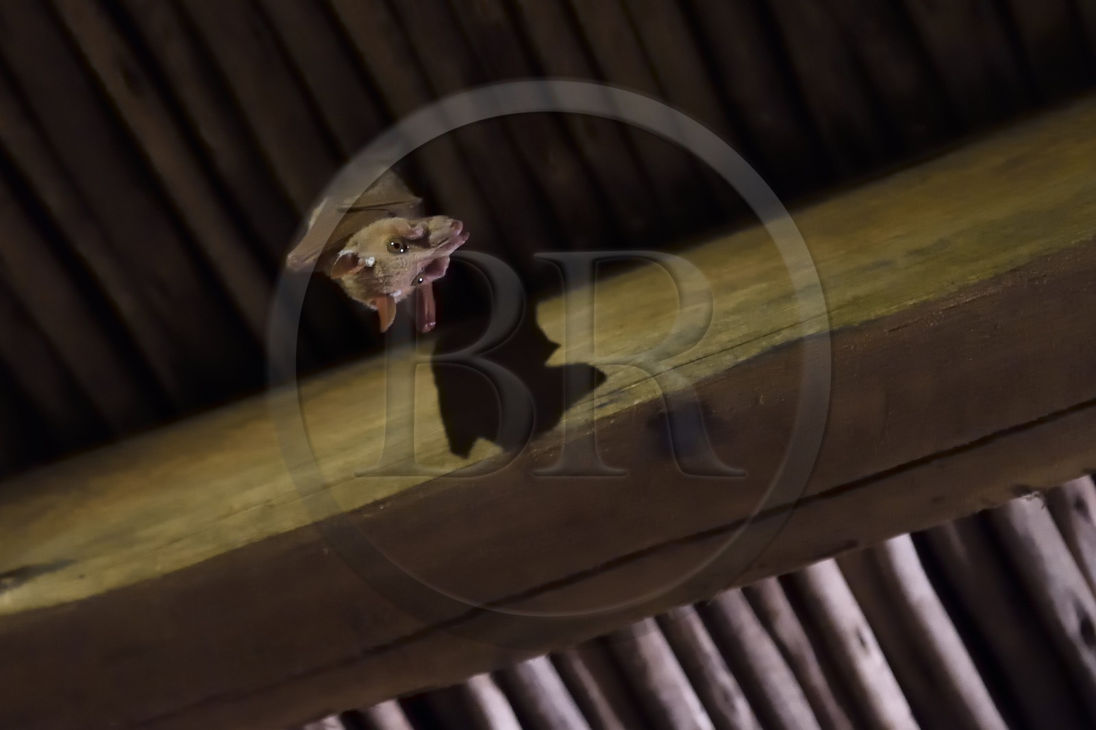 Zimbabwe, province de Matabeleland septentrional, parc national Hwange, Davison's Camp, Chiroptère (Chiroptera), appelé couramment chauves-souris