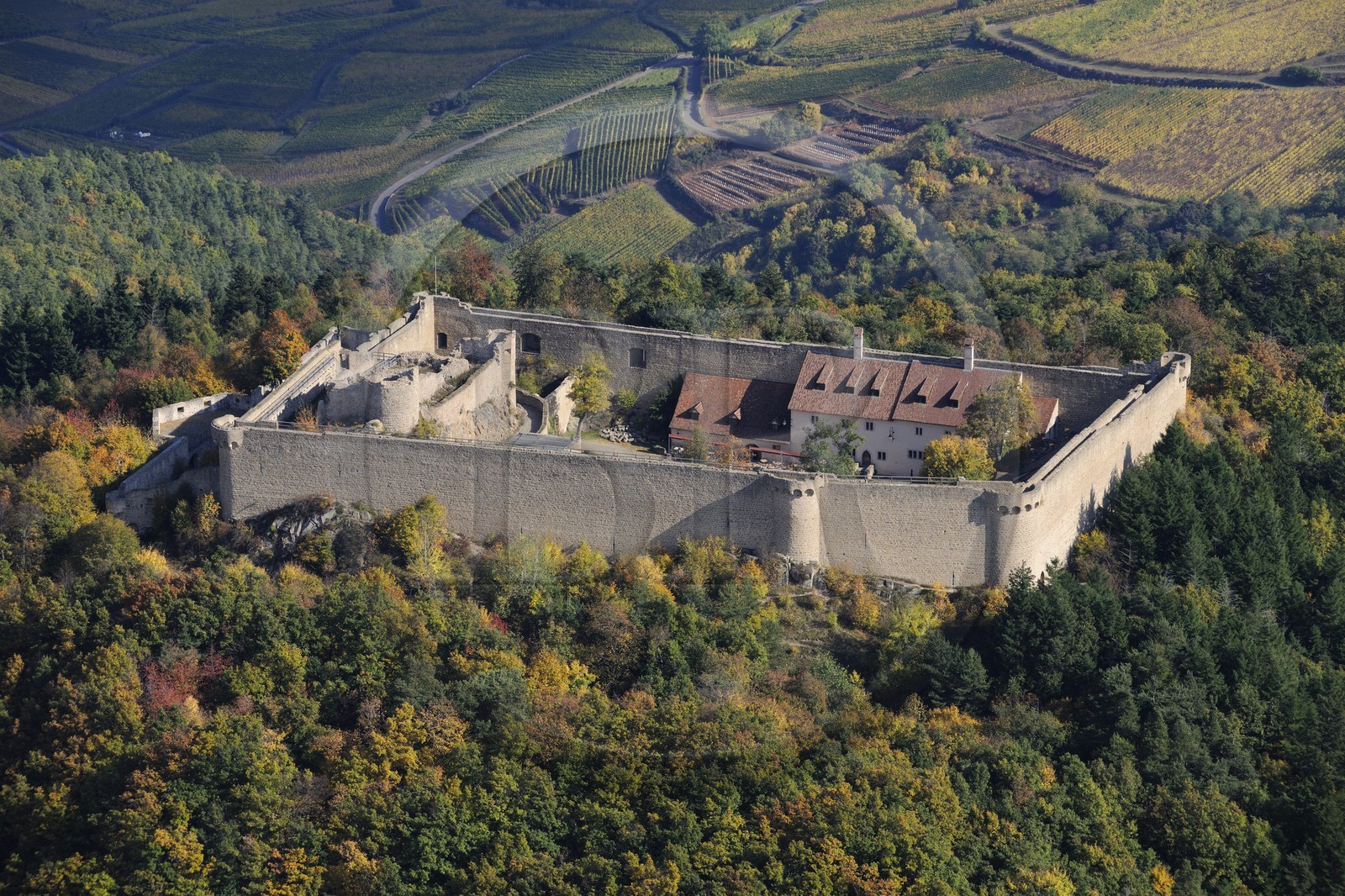 France, Haut-Rhin (68), le château de Hohlandsbourg dans le massif des Vosges sur les hauteurs d'Eguisheim (photo aérienne)