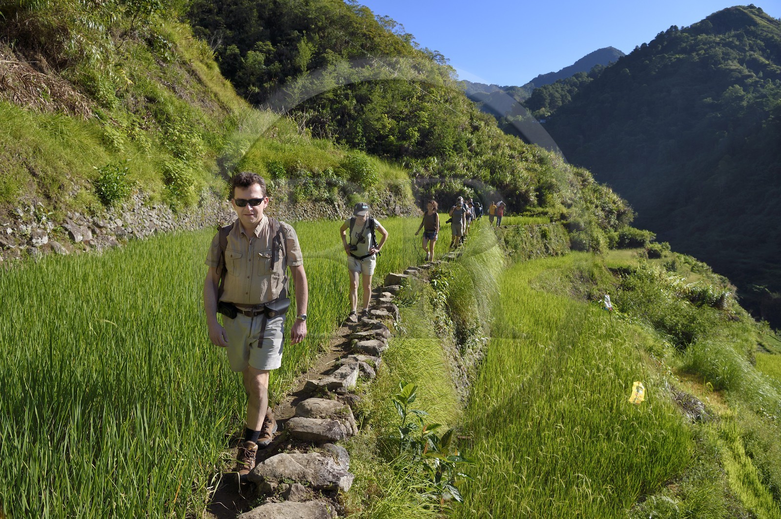 Philippines, province d'Ifugao, randonnée dans les rizières en terrasses de Banaue autour du village de Cambulo, classées Patrimoine Mondial de l'UNESCO