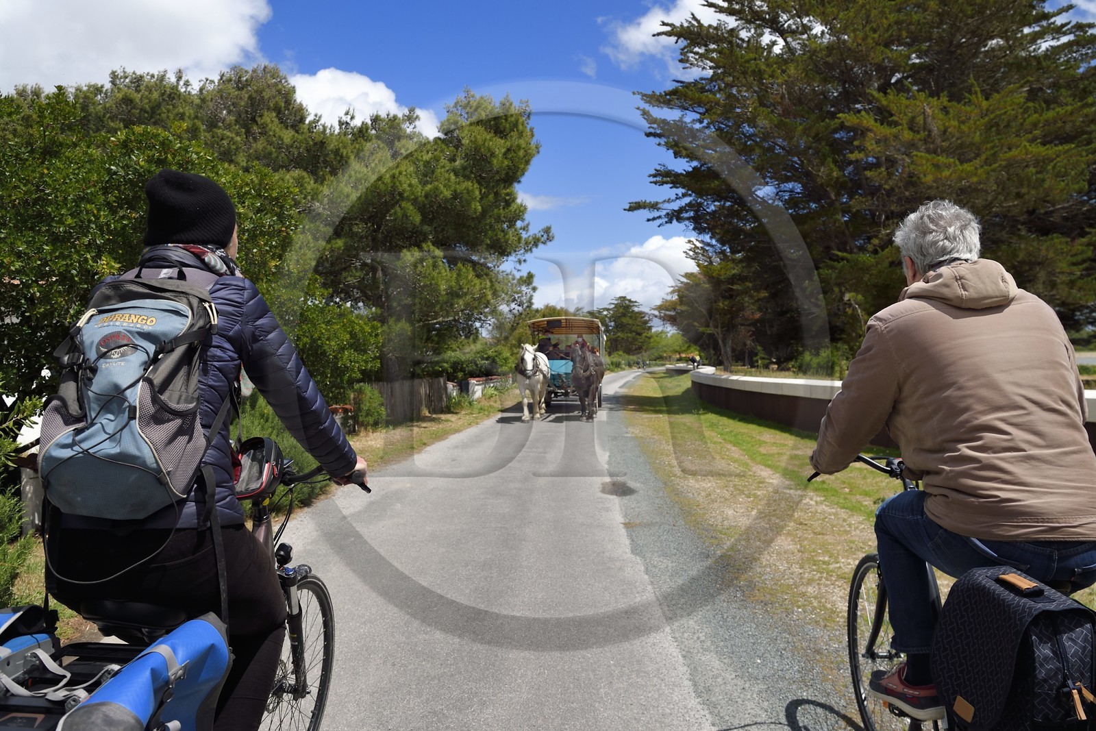 France, Charente-Maritime, Ile d'Aix (Aix Island), cyclists traveling along the Flow Vélo cycle route crossing the carriage