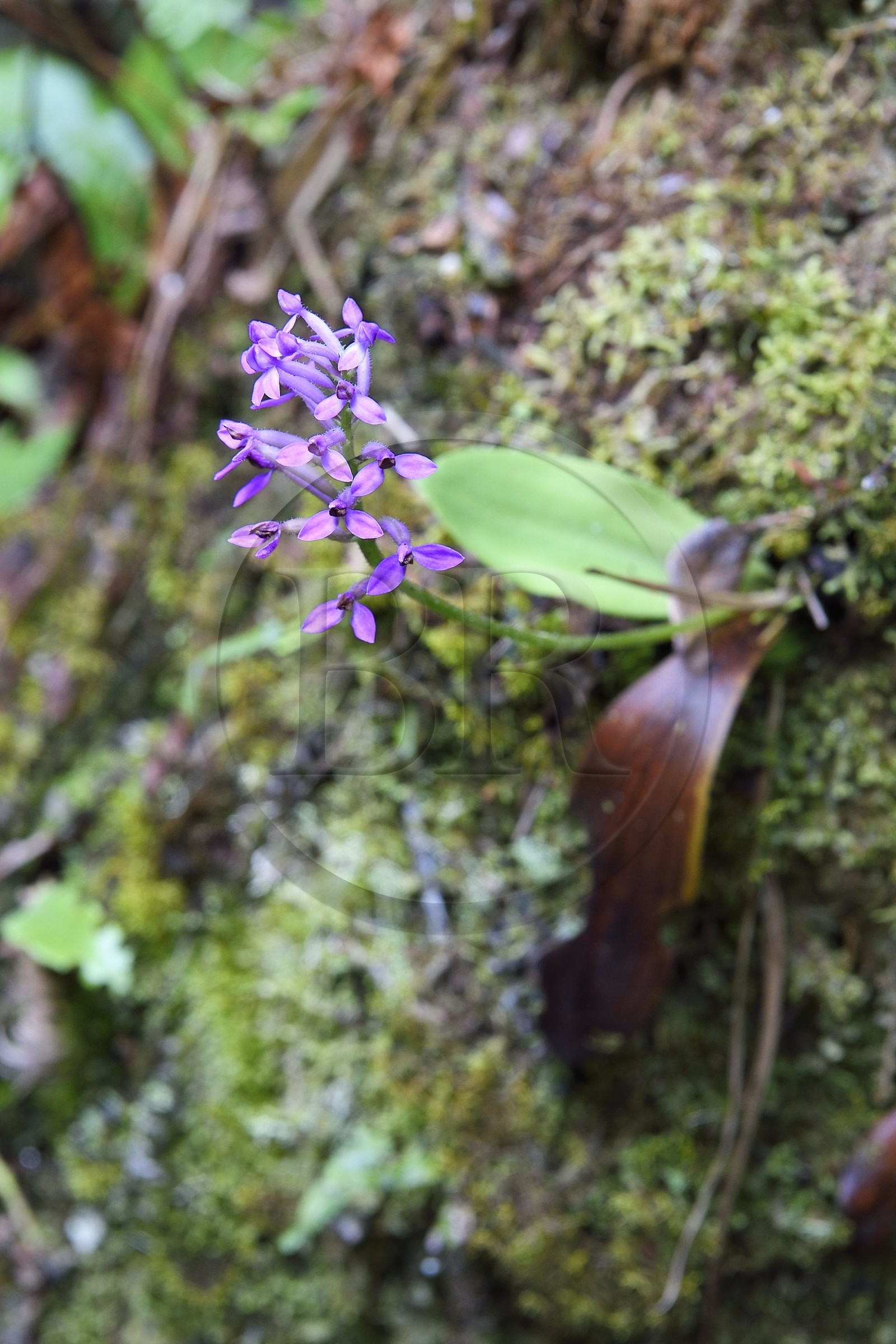 France, Ile de la Reunion, Parc National de la Réunion classé Patrimoine Mondial de l'UNESCO, La Plaine des Palmistes, forêt de Bébour, sentier de randonnée Cassé de Takamaka, orchidée sauvage
