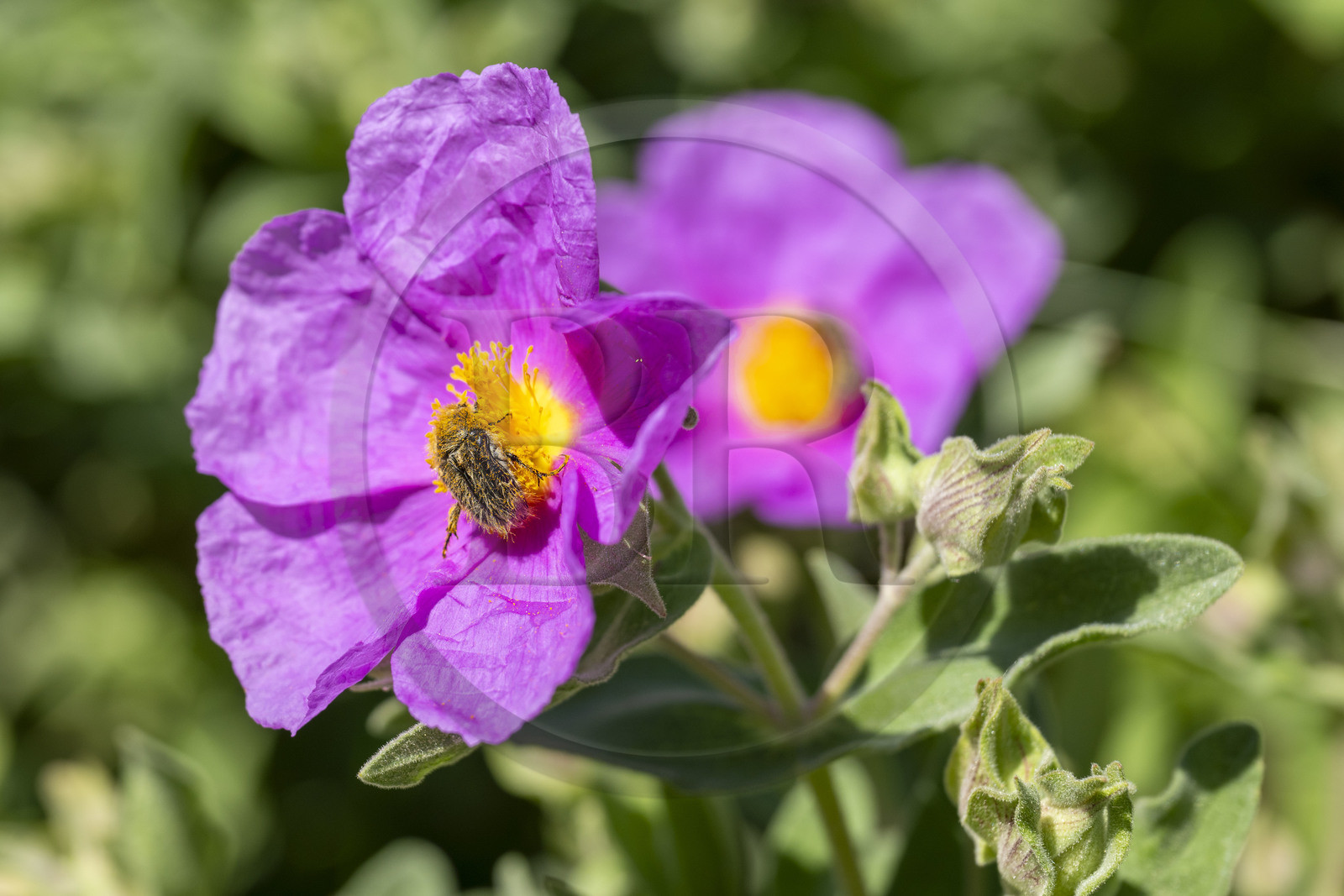 France, Vaucluse (84), Dentelles de Montmirail, Crestet, Cétoine hérissée (tropinota hirta) recouvert du pollen d'un ciste cotonneux aux fleurs de chiffon rose