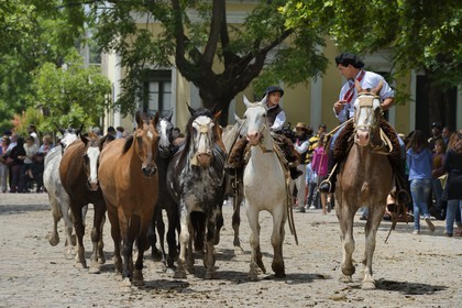 Argentina, Buenos Aires Province, San Antonio de Areco, Tradition Day festival (Dia de Tradicion), gauchos father and son with their herd of horses