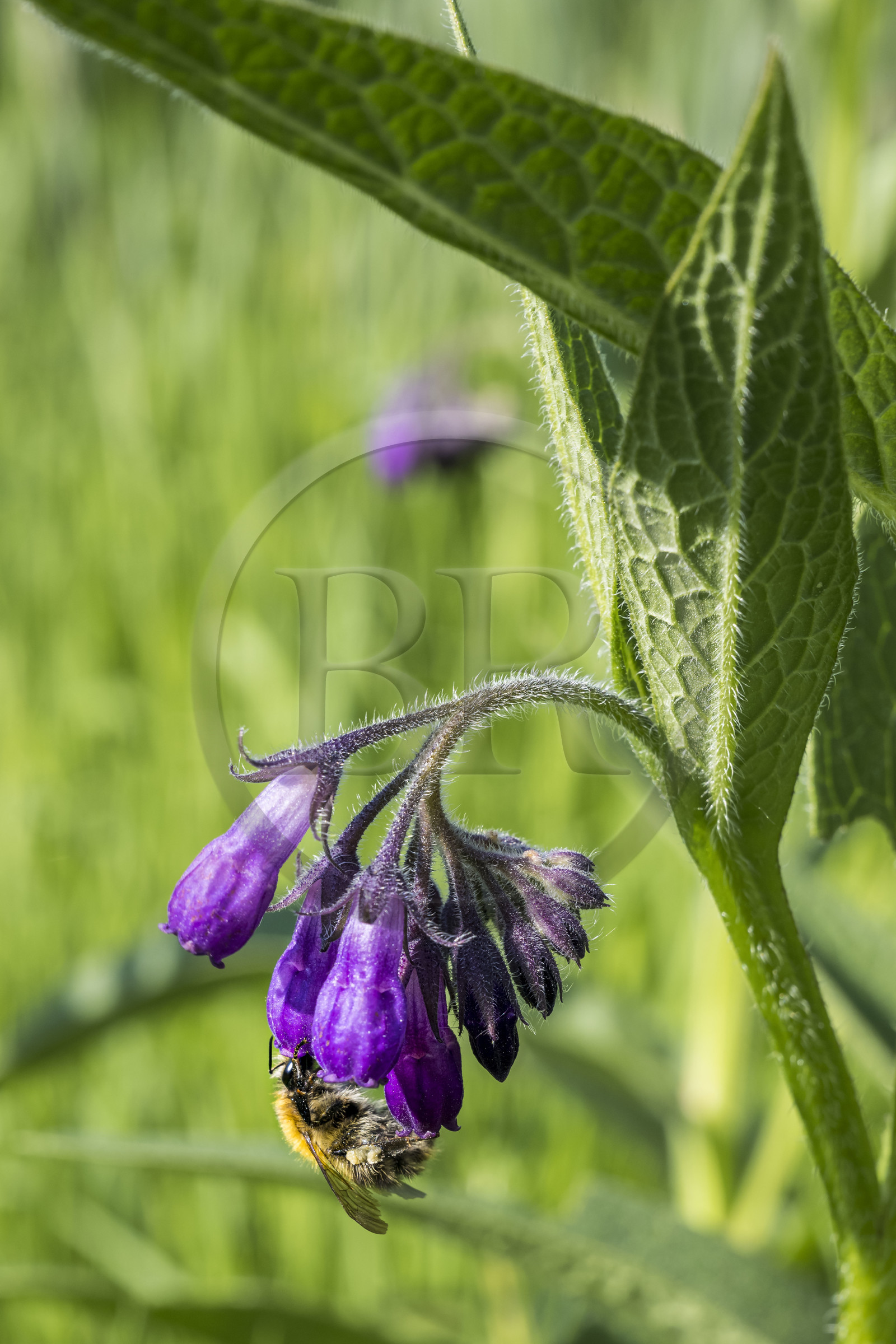 France, Bas Rhin, Northern Vosges Regional Natural Park, Obersteinbach, the ecological garden Hymenoptera created by Sébastien Heim to promote the presence of insects, bumblebee foraging a symphytum flower