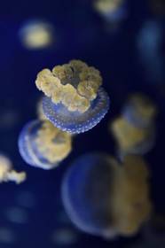 France, Charente-Maritime (17), La Rochelle, Aquarium La Rochelle, Mention obligatoire, méduse constellée (Phyllorhiza punctata)